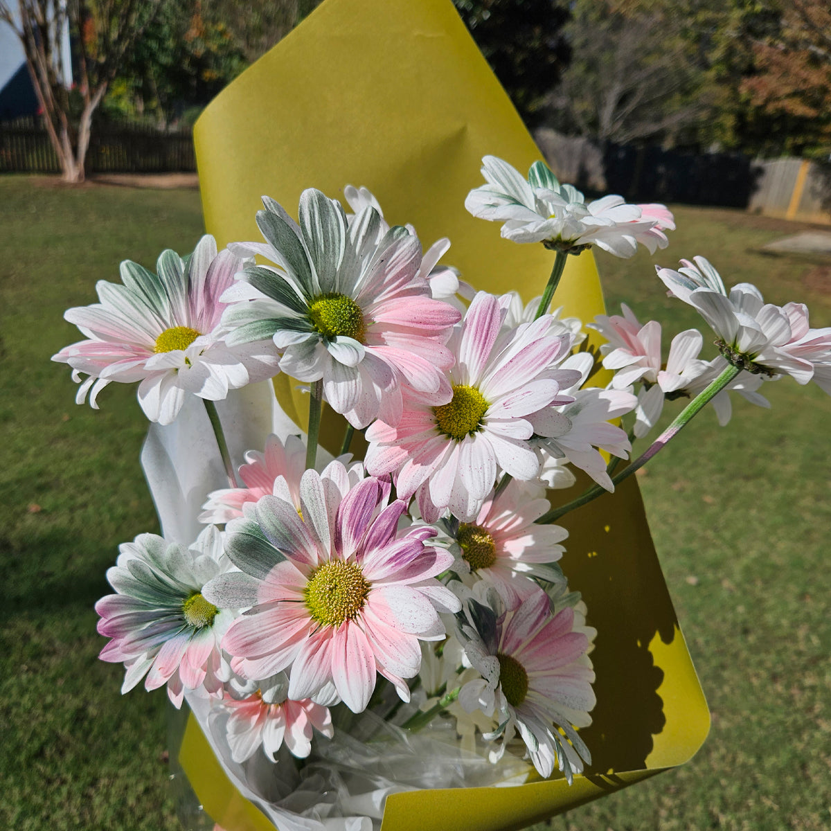 Painted Sunshine – Hand-colored Daisy Bouquet