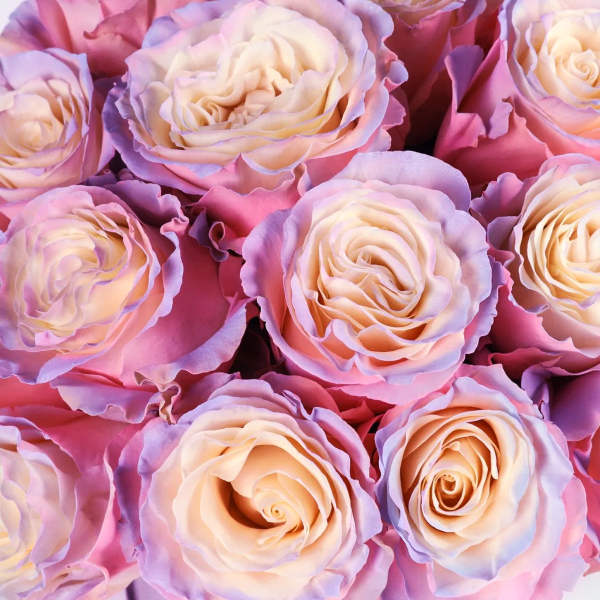 Whisper of Sunlight – Pastel Rainbow Roses in Silver Hug Bucket