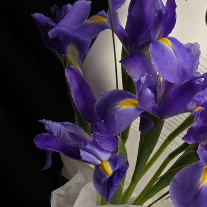 Radiance of Purple – Premium Irises with Black & White Modern Wrap