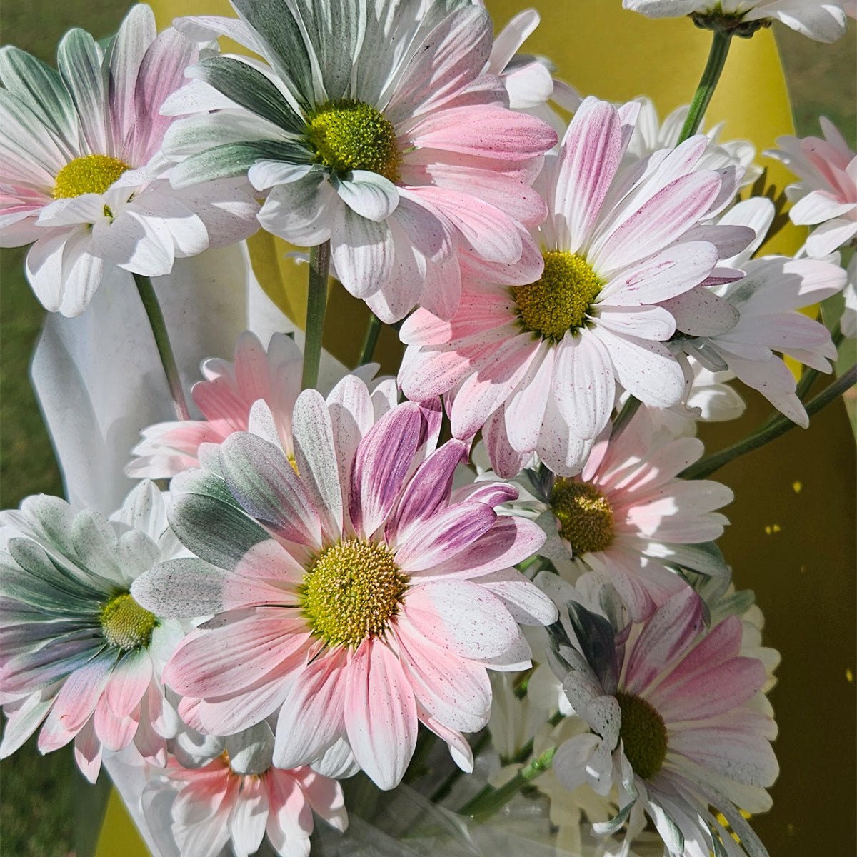 Painted Sunshine – Hand-colored Daisy Bouquet